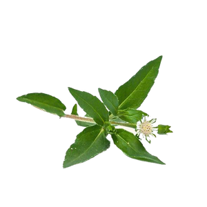 Bhringraj