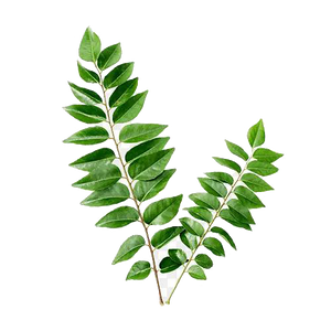 Curry Leaves